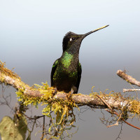 Rivoli's Hummingbird